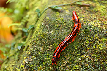 Image showing Rainforest millipede Madagascar wildlife and wilderness