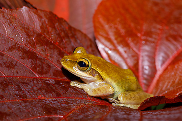 Image showing Beautiful small frog Boophis Madagascar Wildlife