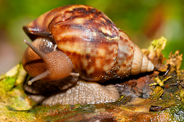 Image showing African snail - madagascar. AAfrica wildlife