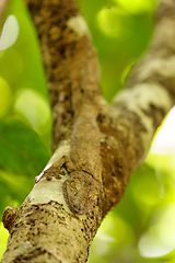 Image showing leaf-tailed gecko, Uroplatus fimbriatus, madagascar