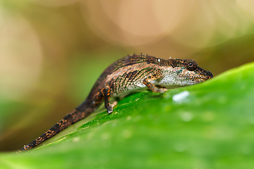 Image showing small chameleon, Masoala, Madagascar wildlife