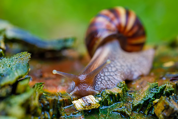 Image showing African snail - madagascar. AAfrica wildlife