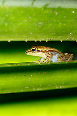 Image showing Beautiful small frog Boophis Madagascar Wildlife