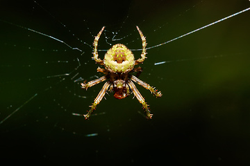 Image showing orb-weaver spider spider, Madagascar wildlife