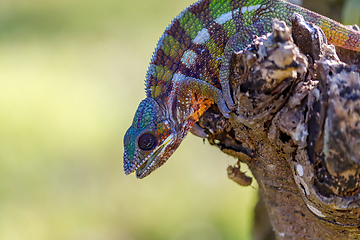 Image showing panther chameleon, Masoala madagascar wildlife