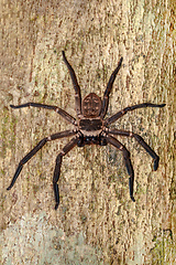 Image showing giant huntsman spider on tree Madagascar