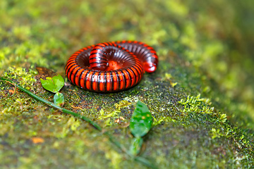 Image showing Rainforest millipede Madagascar wildlife and wilderness