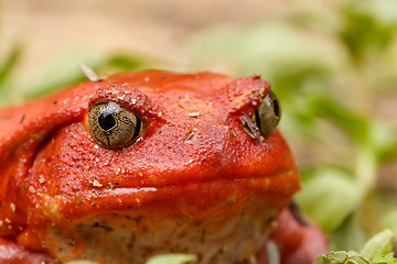 Image showing big red Tomato frogs, Madagascar Wildlife