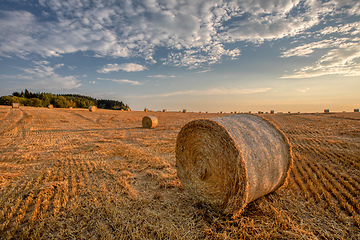 Image showing harvested field with straw bales in summer