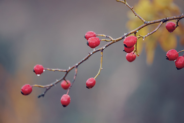 Image showing Briar, wild rose hip shrub