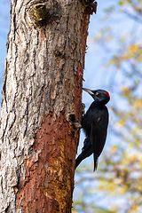 Image showing bird Black Woodpecker, Czech Republic, Europe wildlife