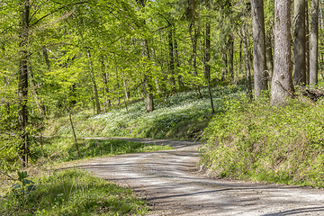 Image showing sunny forest scenery