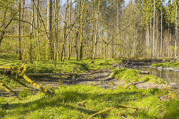 Image showing idyllic forest scenery