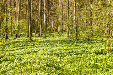 Image showing idyllic forest scenery