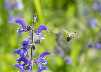 Image showing meadow clary flowers