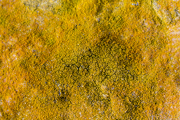 Image showing overgrown abstract rock surface