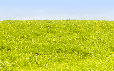 Image showing vibrant green meadow