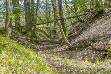 Image showing sunny forest scenery