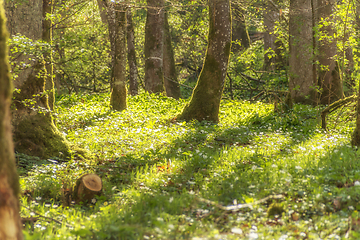 Image showing idyllic forest scenery