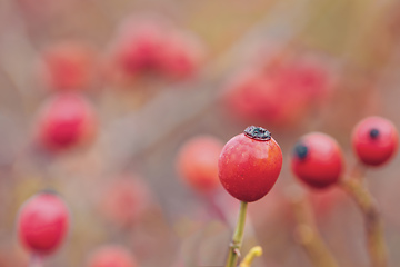 Image showing Briar, wild rose hip shrub