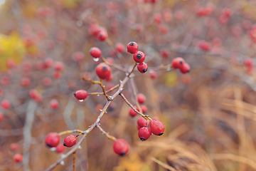 Image showing Briar, wild rose hip shrub