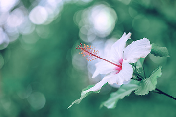 Image showing Pink Hibiscus flower, Ethiopia