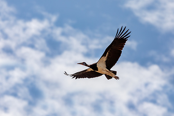 Image showing big bird White-bellied Stork fly, Ethiopia