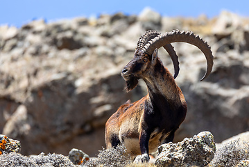 Image showing rare Walia ibex in Simien, Ethiopia wildlife