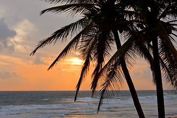 Image showing Tropical sunset scene with palms