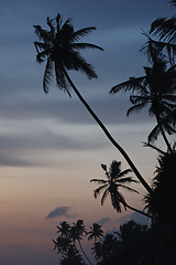 Image showing Tropical sunset