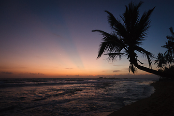 Image showing Palm and ocean on sunset