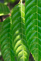 Image showing Green leaves with drops of water