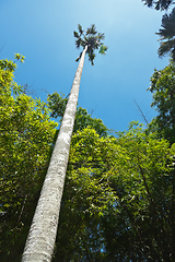 Image showing Tall palm