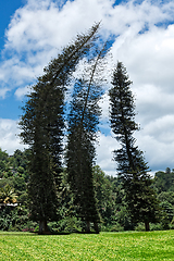 Image showing Crooked Cook Pines (Araucaria columnaris)