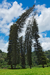 Image showing Crooked Cook Pines (Araucaria columnaris)