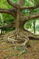 Image showing Tree roots