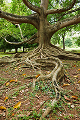 Image showing Tree roots