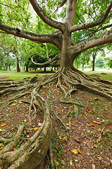 Image showing Tree roots