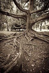 Image showing Tree roots