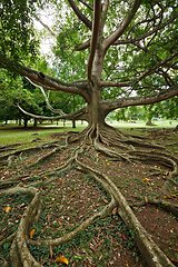 Image showing Tree roots