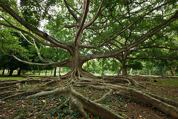 Image showing Tree roots