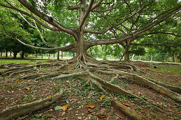 Image showing Tree roots