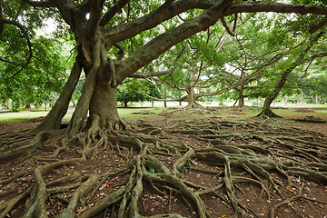 Image showing Tree roots