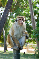 Image showing Long tailed macaque