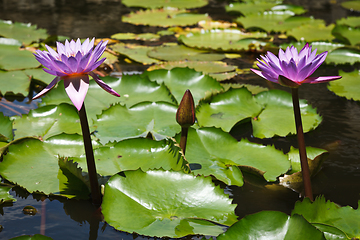 Image showing Purple lotuses