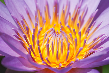 Image showing Purple lotus