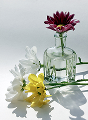 Image showing Beautiful daisy flowers