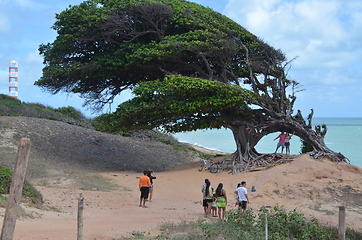 Image showing Tree of love