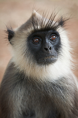 Image showing Monkey