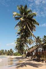 Image showing Idyllic beach with palm. Sri Lanka